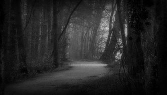 forest trail among foggy forest in black and white image