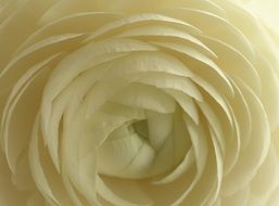 Ranunculus Flower