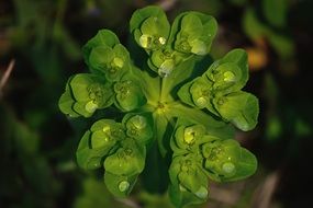 incomparable Waterdrops