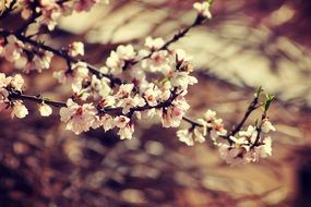 romantic flowering of a tree in the orchard