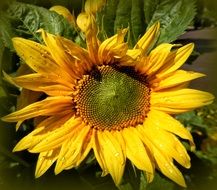 sunflower in the bright sun in summer
