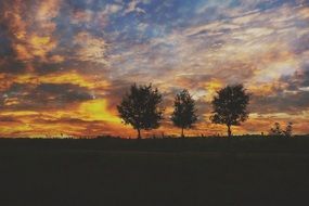 Morning Tree Nature