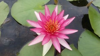 Aquatic Water Lily