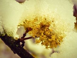 incredibly handsome Snow Flower