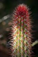cactus with red spikes