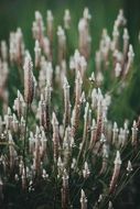 branch with oblong inflorescences closeup