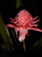 magnificent Ginger Blossom