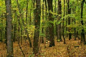 yellow leaves on the ground among forest trees