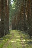 forest path in straight Trees