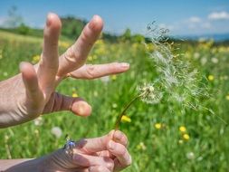 Dandelion Hand Flower