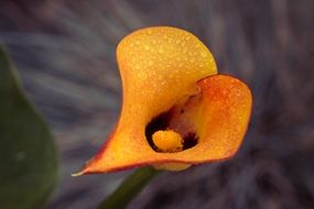 yellow calla lilly