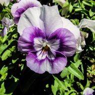 light purple pansies closeup