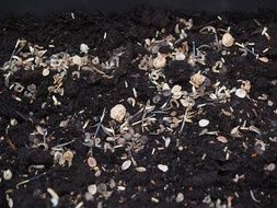 seed mix on the black ground