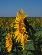 closeup photo of picturesque field of sunflowers