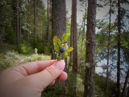 stunningly beautiful Blueberry