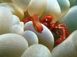 little red Crab Underwater