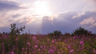 meadow with pink flowers