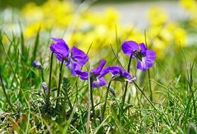 blue cyclamen among green grass
