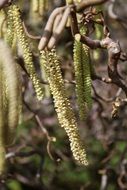 alder branch with flowers