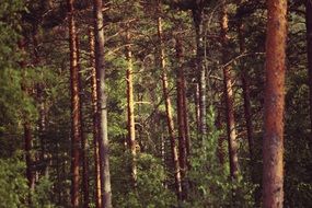 Forest, Finland