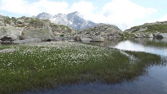 blooming Meadow at water and distant Mountains, picturesque landscape