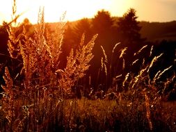 striking Sunset Light