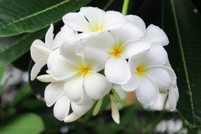 bouquet of white flowers in the garden