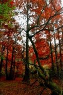 Beautiful forest with red and green leaves on the trees