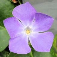 purple flower Blossom petals