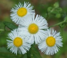 Fleabane or Erigeron, white flowers