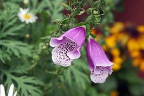 Pink Foxgloves or Digitalis