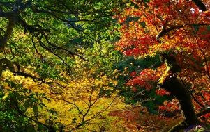 Autumnal Leaves Mountain