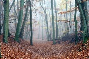 Fog Forest Path