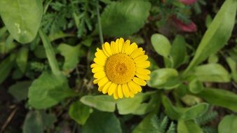 blossom of a yellow flower