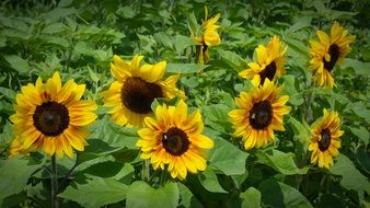 scenic sunflowers
