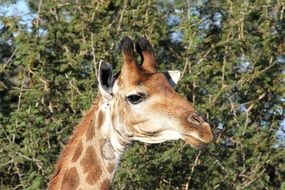 Giraffe Head wildlife