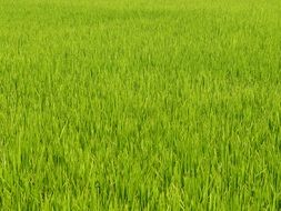 A lot of the green plants in Vietnam