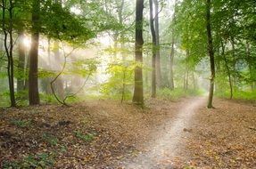 morning sunlight in the forest