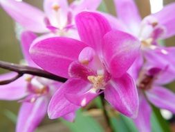 pink tropical orchid flowers