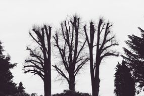 silhouettes of old trees