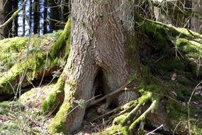 mossy tree roots in the forest on a sunny day