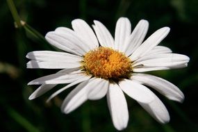 nice Margaret Flower