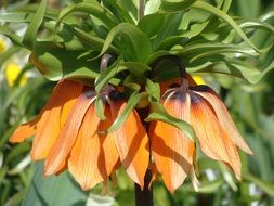 orange flowers as a crown