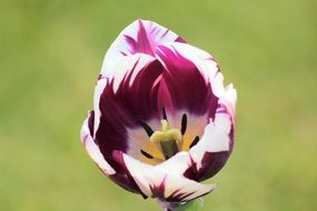 white purple tulip