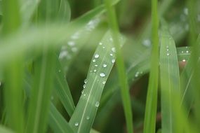 grass in drops of water close-up