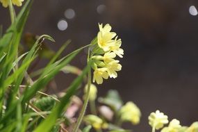 yellow wild flower in bright sunlight