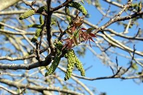 incredibly handsome Spring Branches