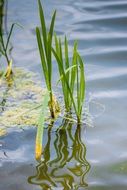 green plants in the water of a lake