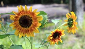 three bright decorative sunflowers