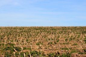 corn stubble on the field